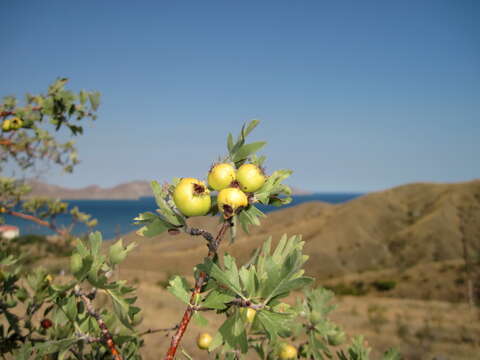 Sivun Crataegus orientalis subsp. pojarkovae (Kossych) J. I. Byatt kuva