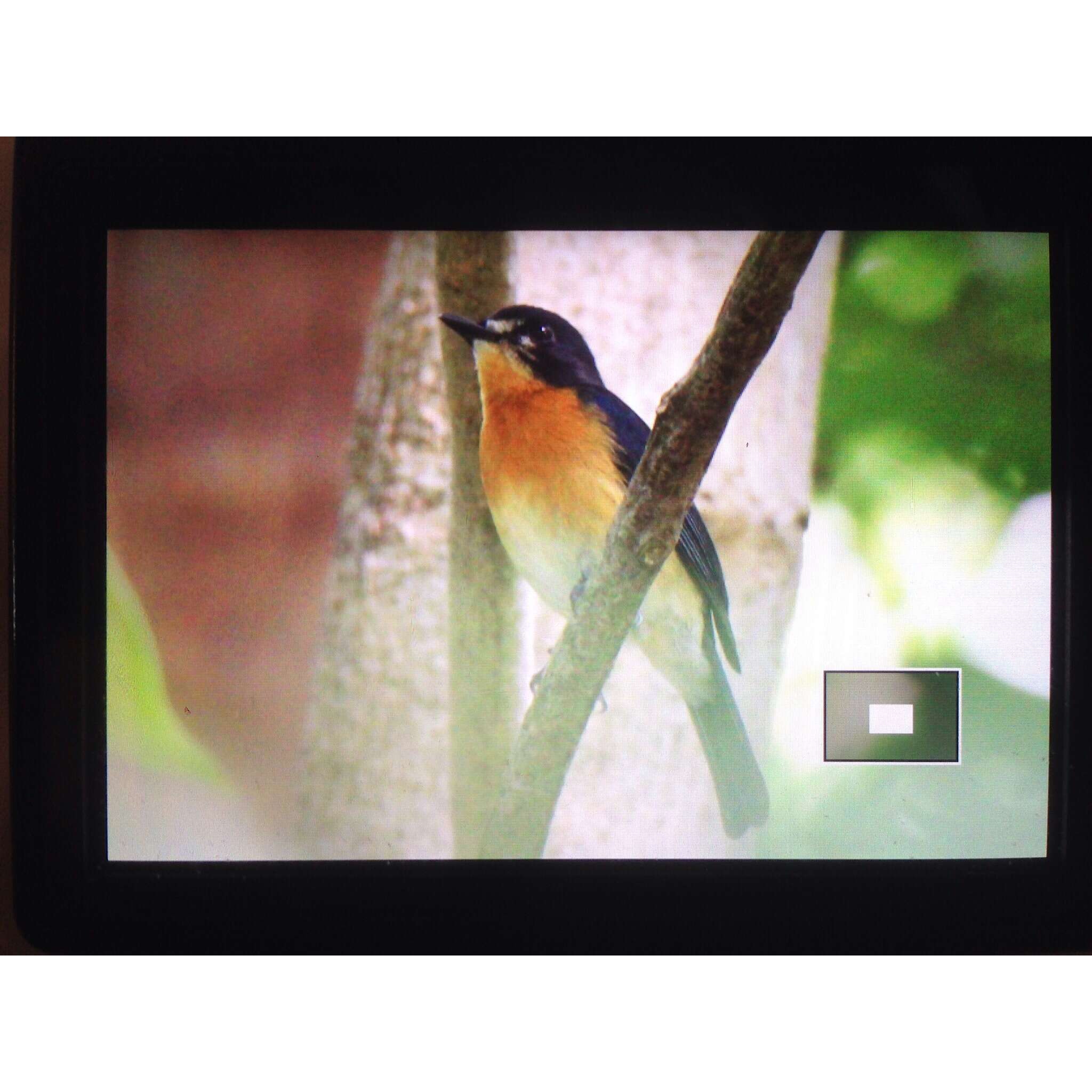 Image de Cyornis rufigastra philippinensis Sharpe 1877