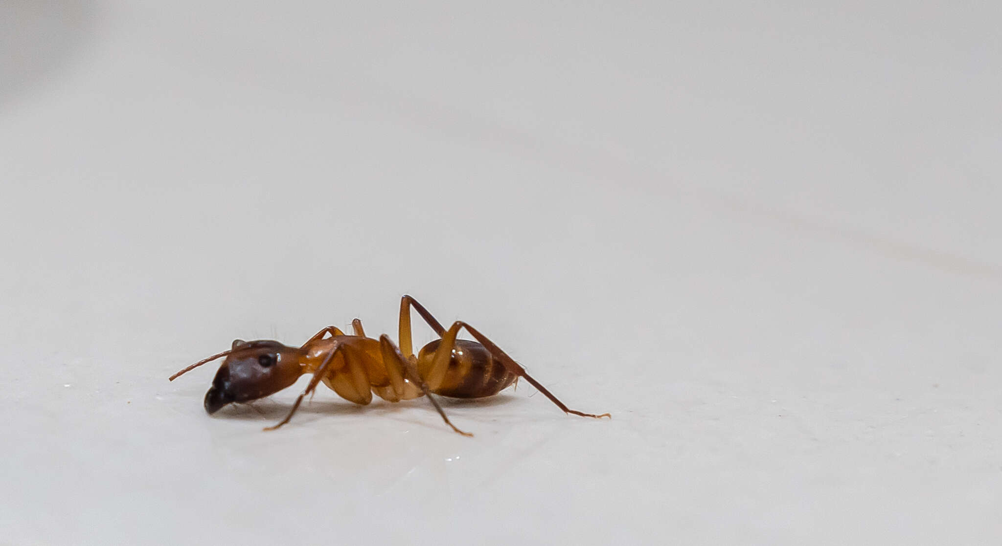 Image of Camponotus vittatus Forel 1904