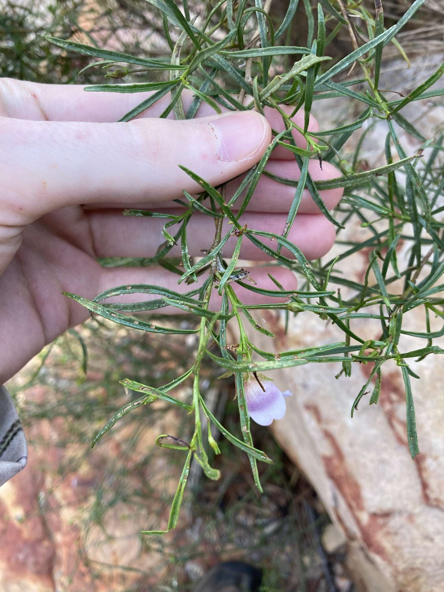 Image of Eremophila clarkei Oldfield & F. Muell.