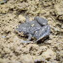 Image of Web-foot Frog