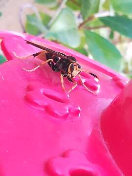 Image of Polistes comanchus de Saussure 1857