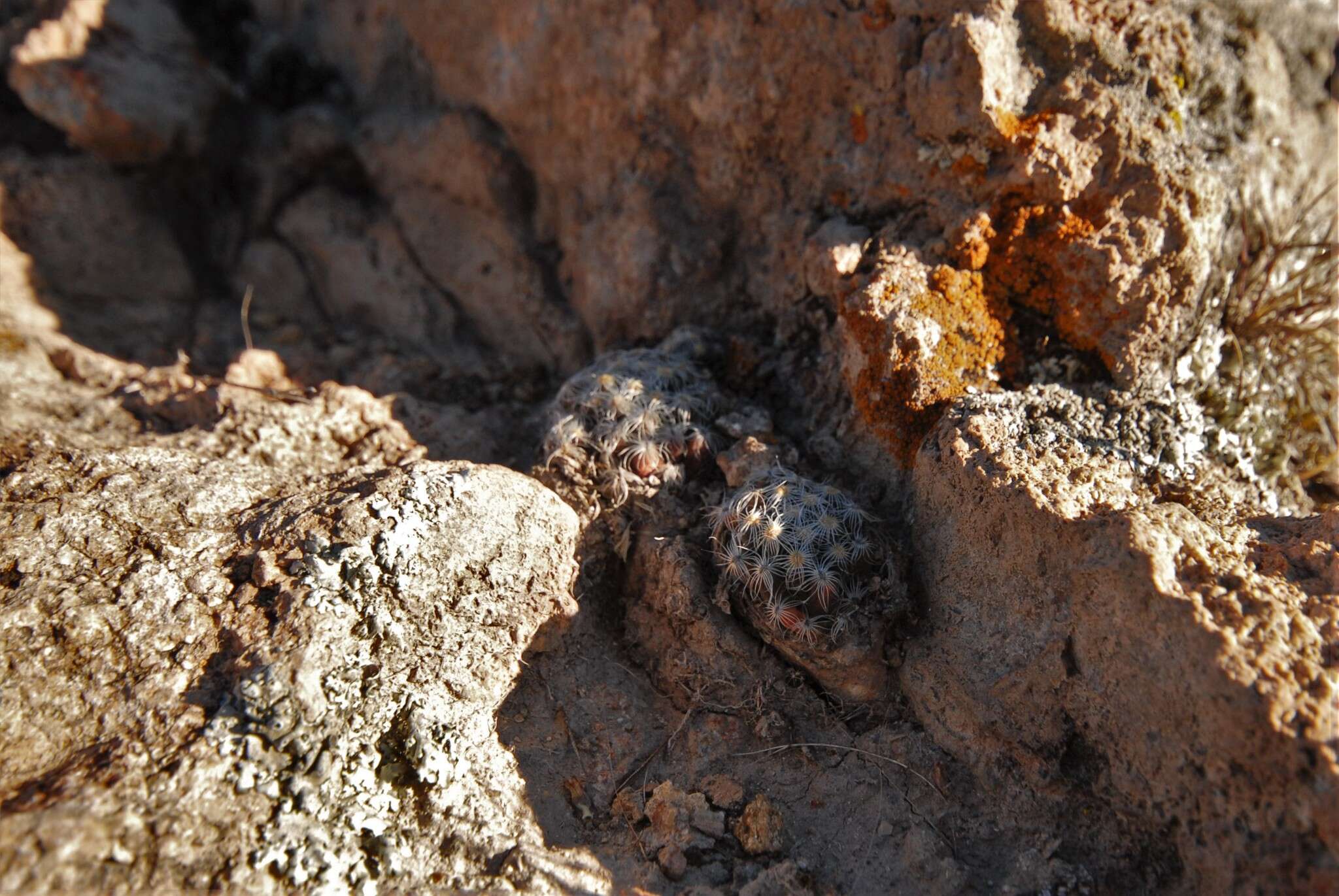 Image of Mammillaria saboae subsp. roczekii