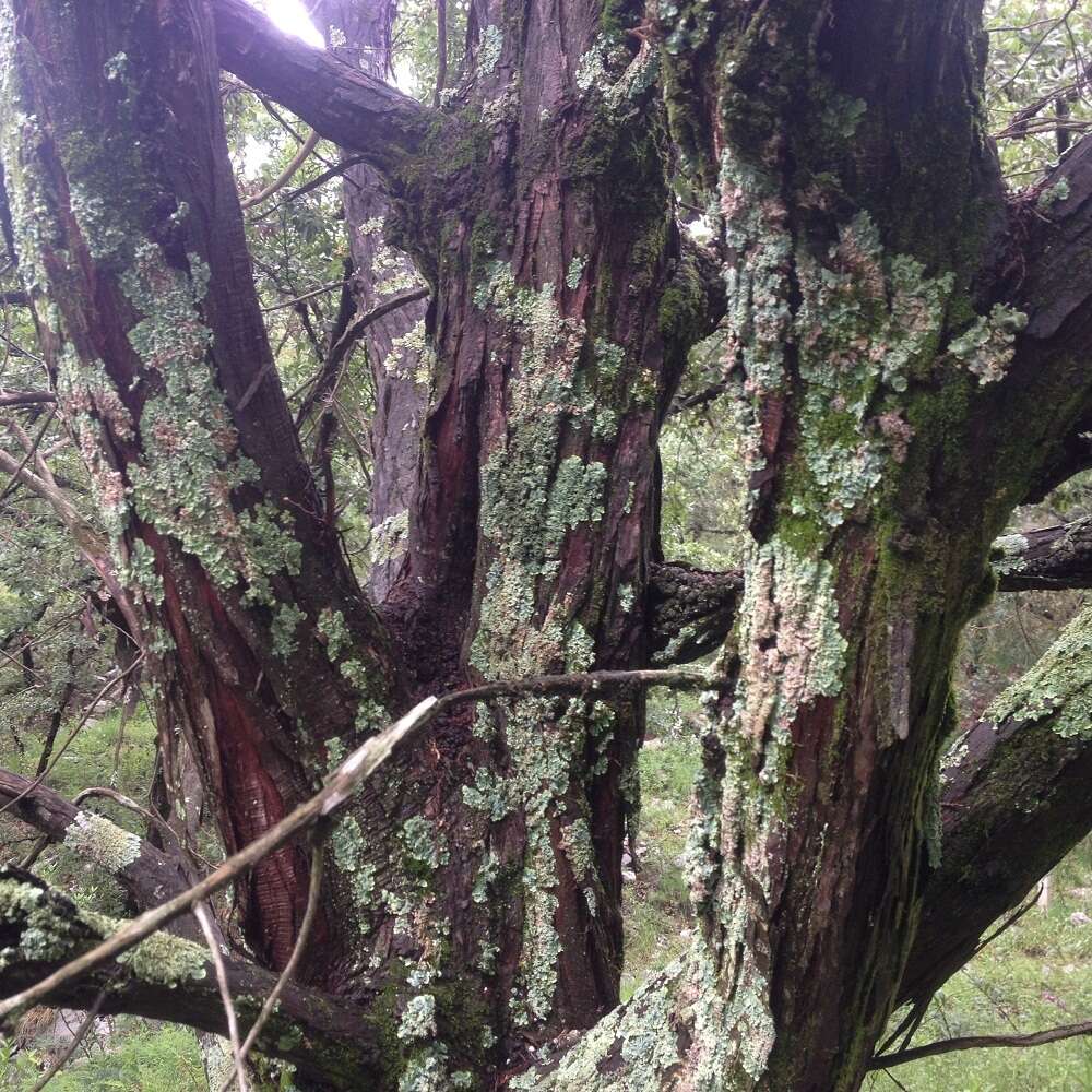 صورة Juniperus flaccida var. poblana Martínez