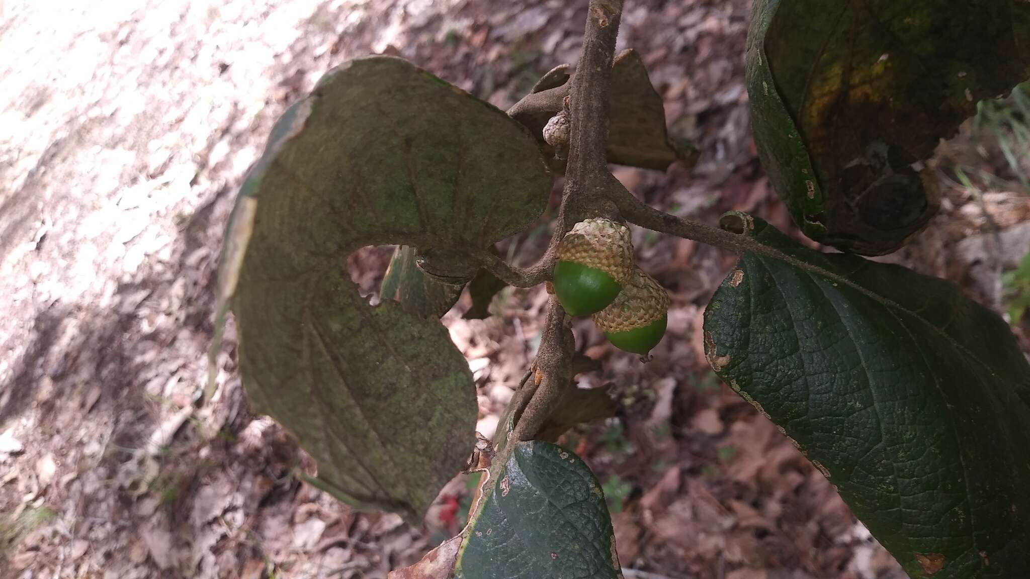 Imagem de Quercus conzattii Trel.