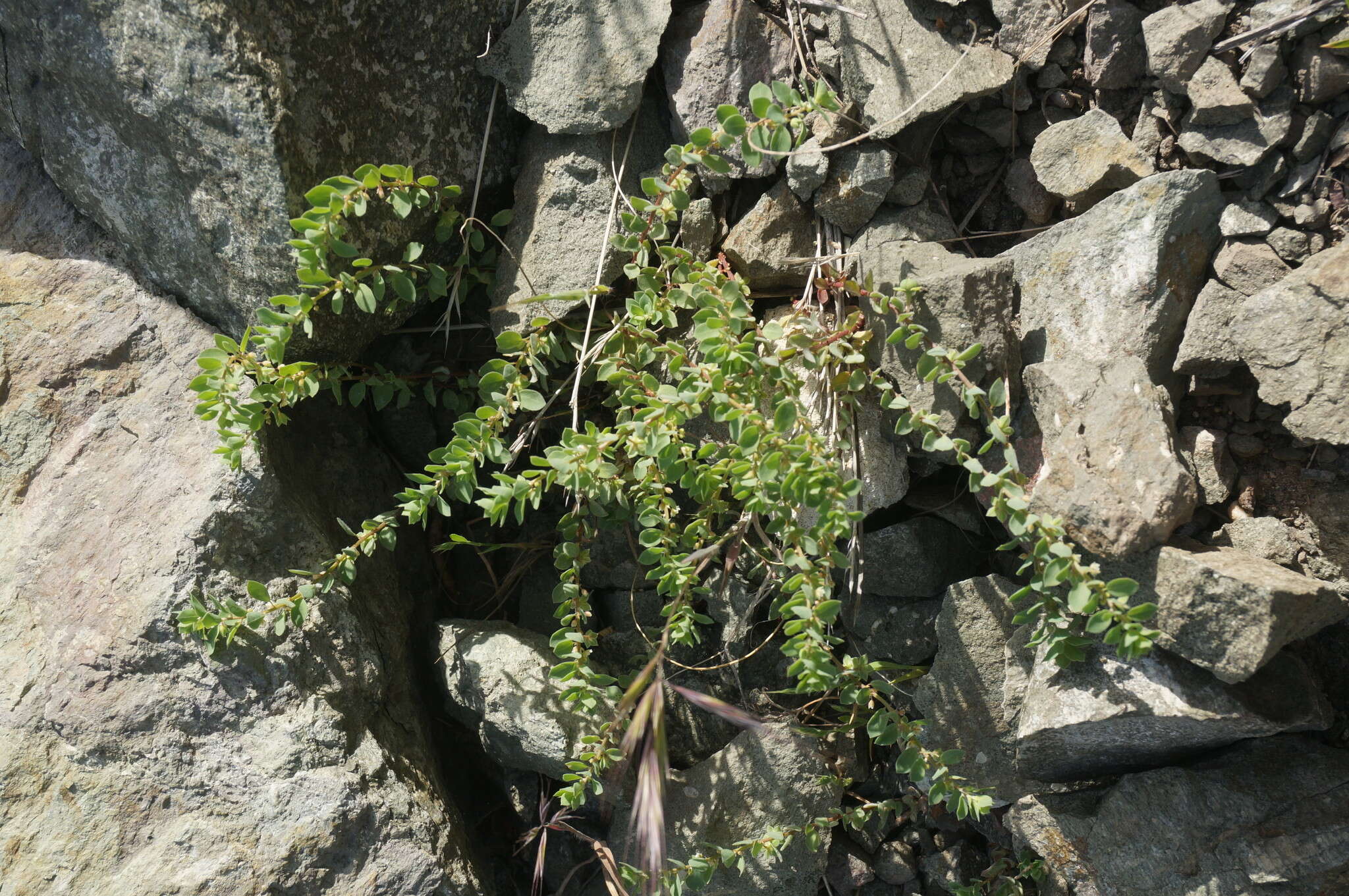 Image of Andrachne telephioides L.