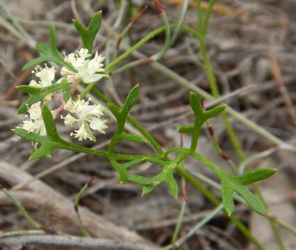 Xanthosia leiophylla F. Müll. ex Klatt的圖片