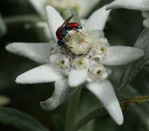 Image of Chrysis viridula L.