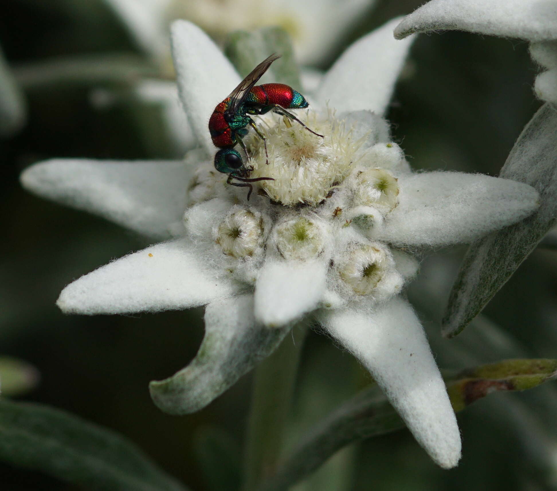 Imagem de Chrysis viridula L.