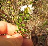 Image of Sand-Myrtle