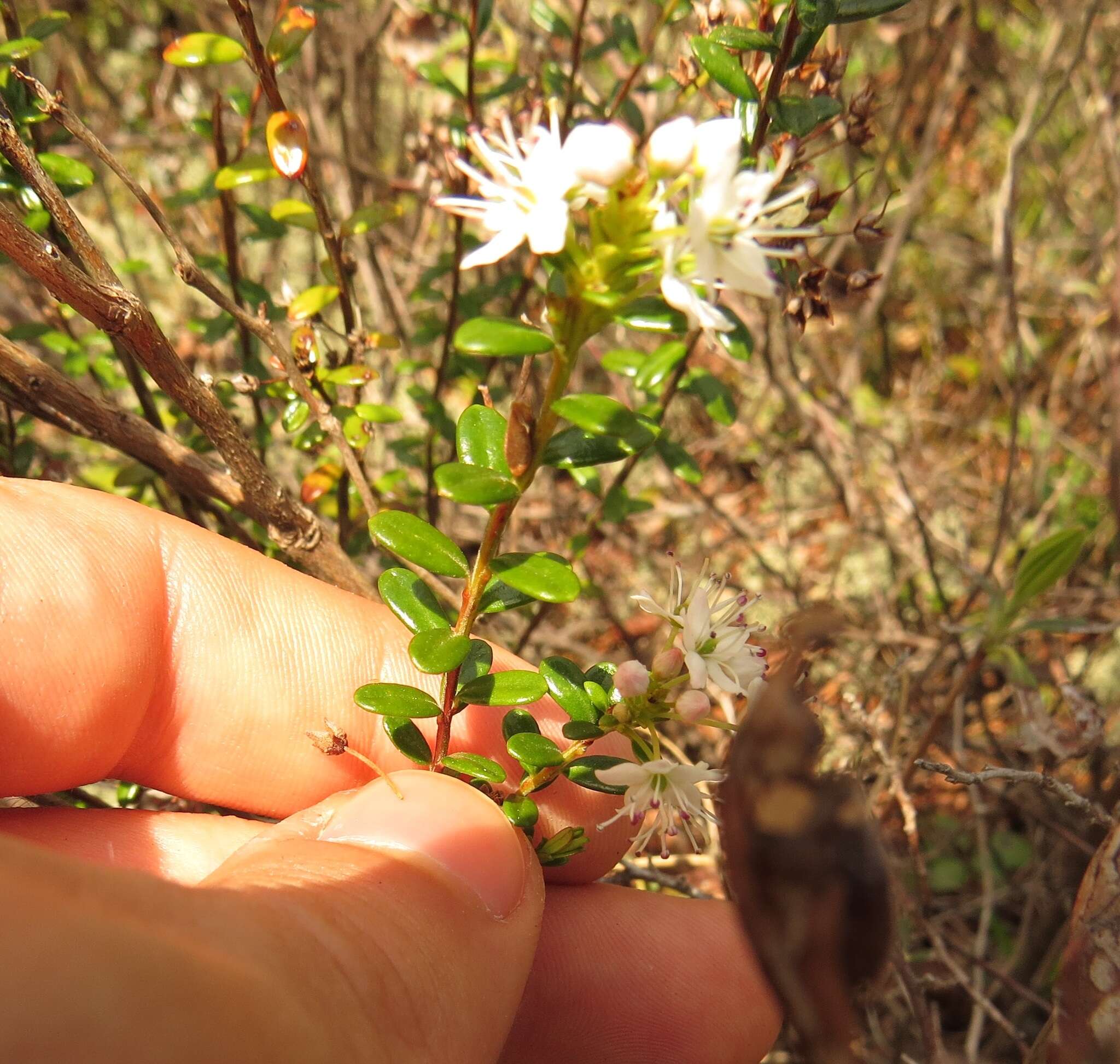 Image of Sand-Myrtle