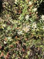 Image of Oregon whitetop aster