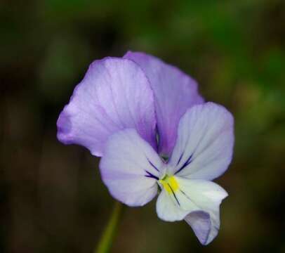 Image of Viola munbyana Boiss. & Reuter