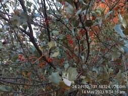 Image of Grevillea wickhamii subsp. aprica Mc Gill.