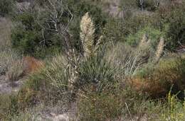 Image of Peninsular beargrass