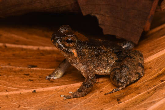 Image of Balu Oriental Frog