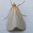 صورة Sitochroa dasconalis Walker 1859