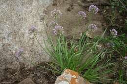 Image of German garlic