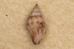 Plancia ëd Peristernia chlorostoma (G. B. Sowerby I 1825)