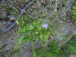 Image of Campanula speciosa Pourr.