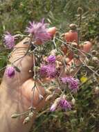 Слика од Centaurea paniculata L.