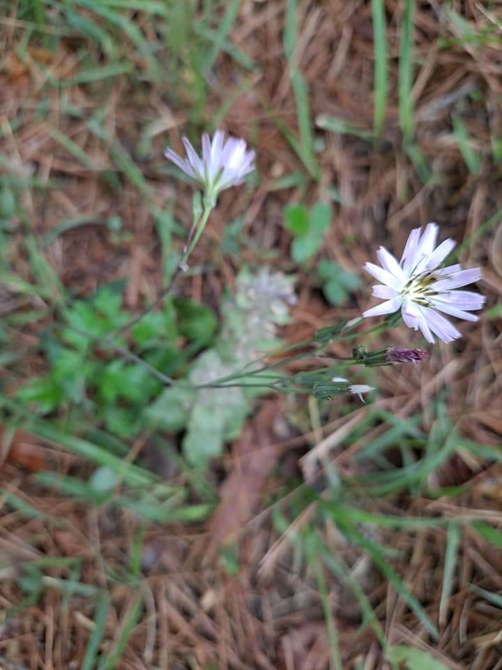 صورة Ixeris chinensis subsp. strigosa (H. Lév. & Vaniot) Kitam.