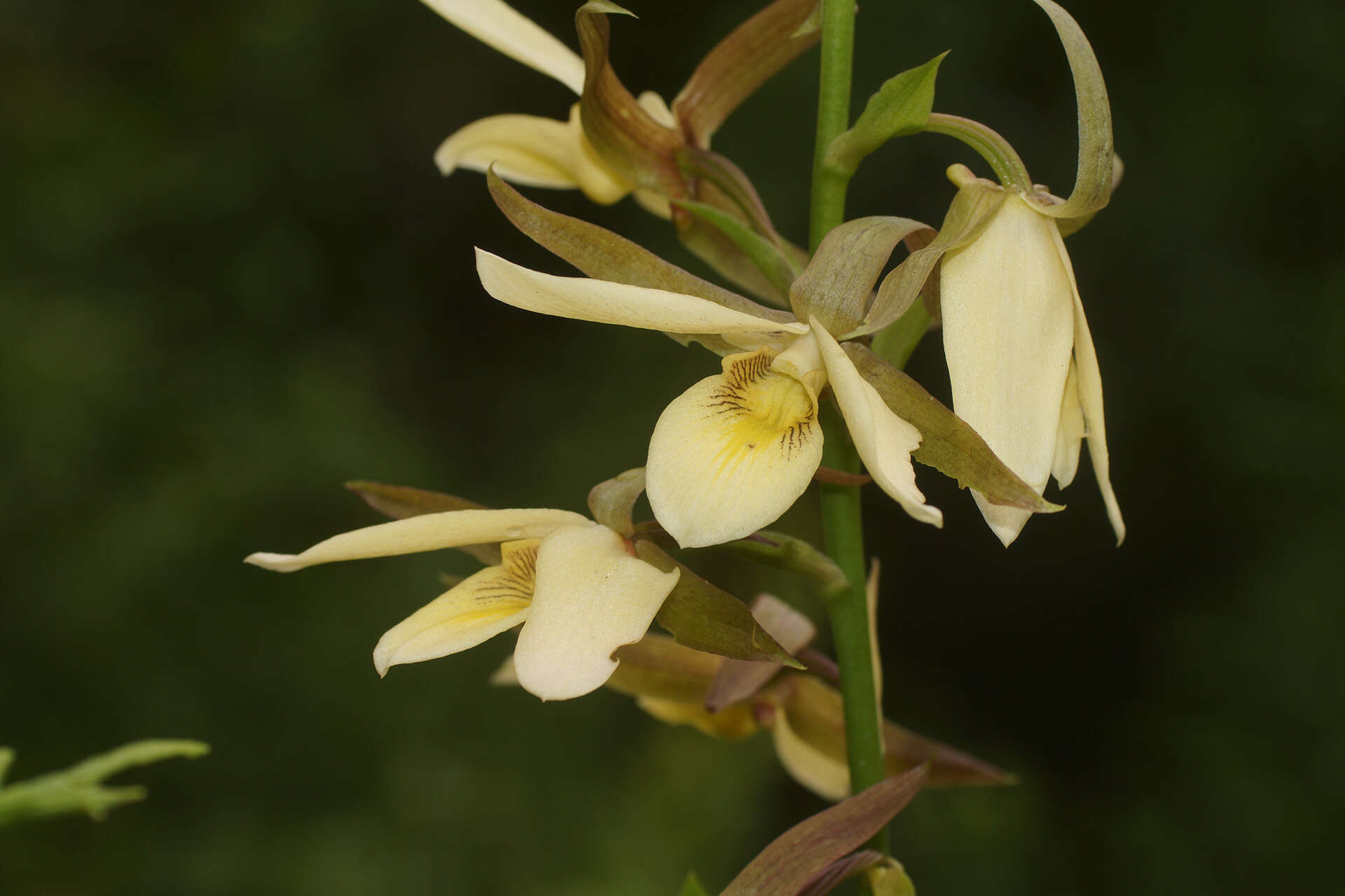 Image of Eulophia calanthoides Schltr.