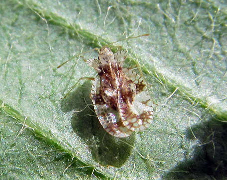 Image of azalea lace bug