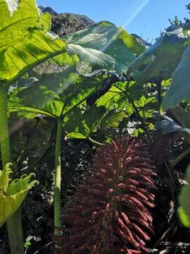 صورة Gunnera peltata Phil.