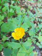 Image de Ranunculus lanuginosus L.