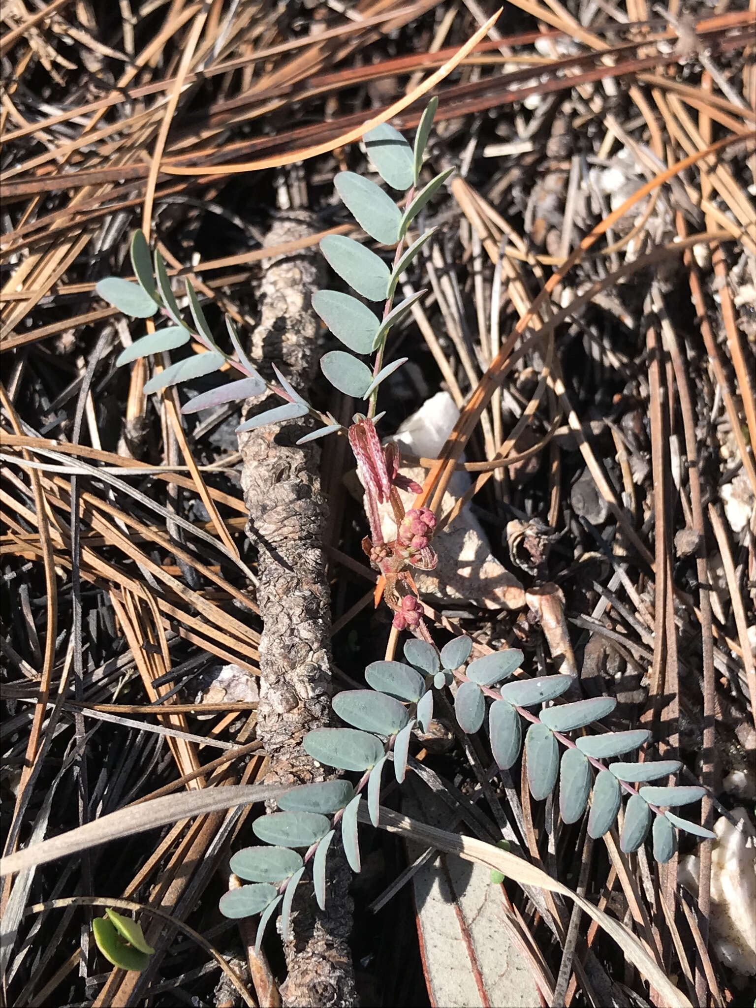 Image of dwarf stickpea