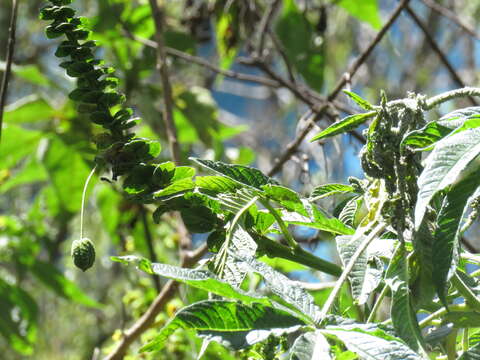 Image of Cleome anomala Kunth