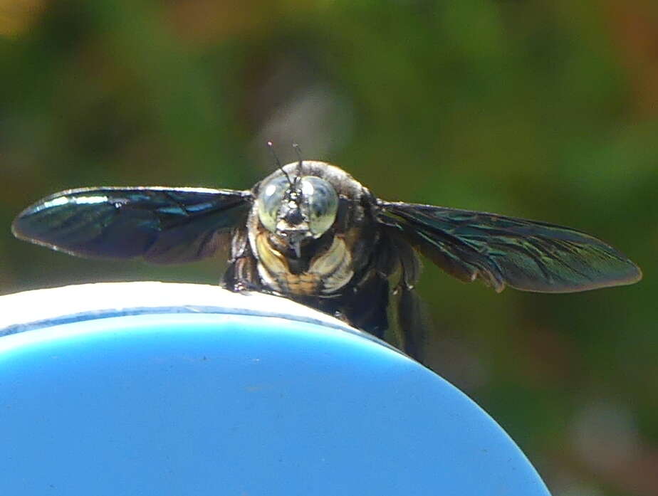 Image of Xylocopa latipes (Drury 1773)