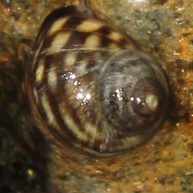 Image of black-lined periwinkle