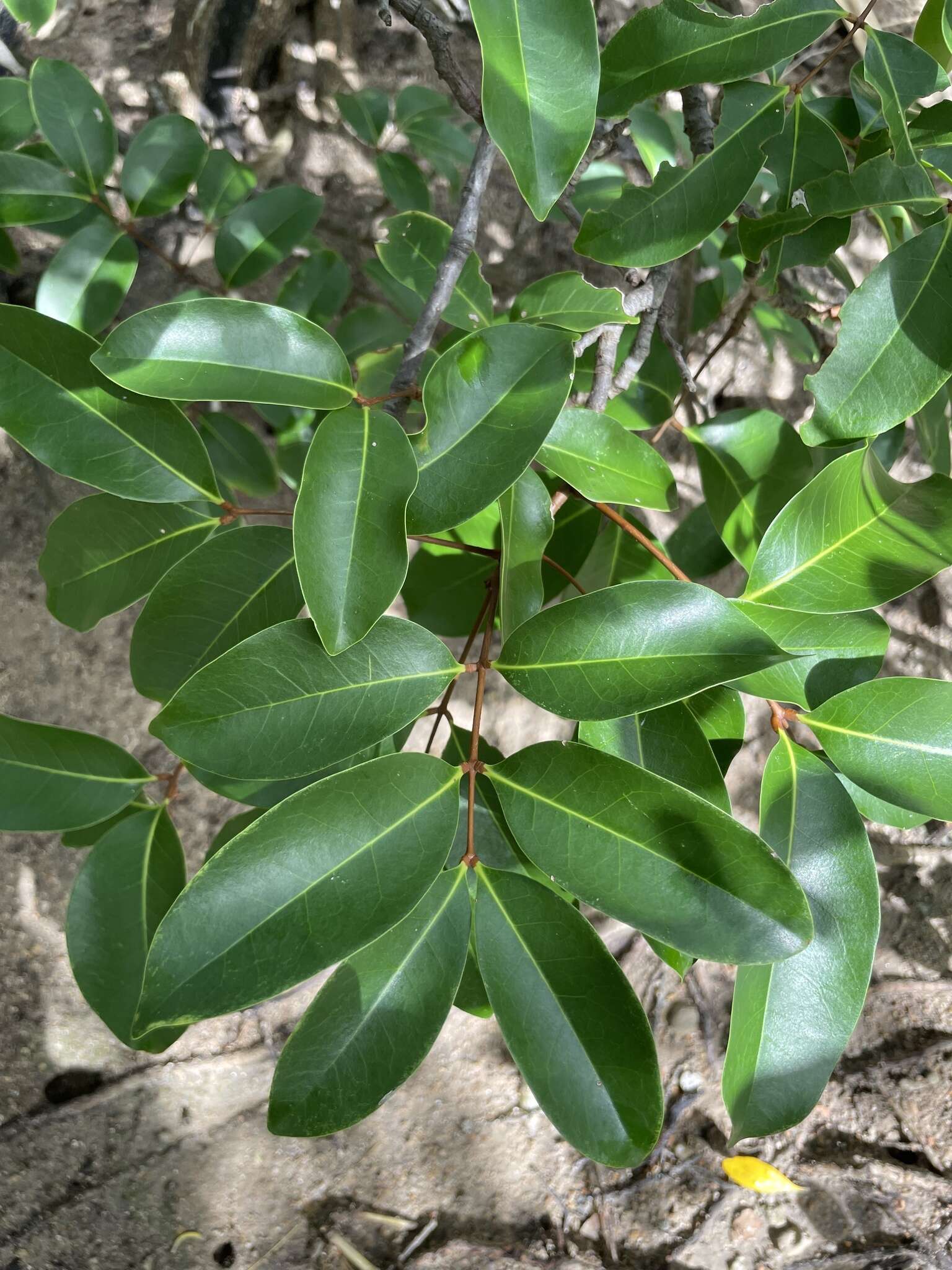 Слика од Xylocarpus moluccensis (Lam.) M. Roemer