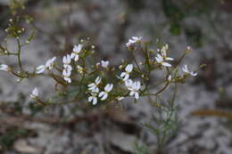 Image of Stylidium rigidulum Sond.