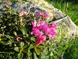 صورة Rhododendron myrtifolium Schott & Kotschy