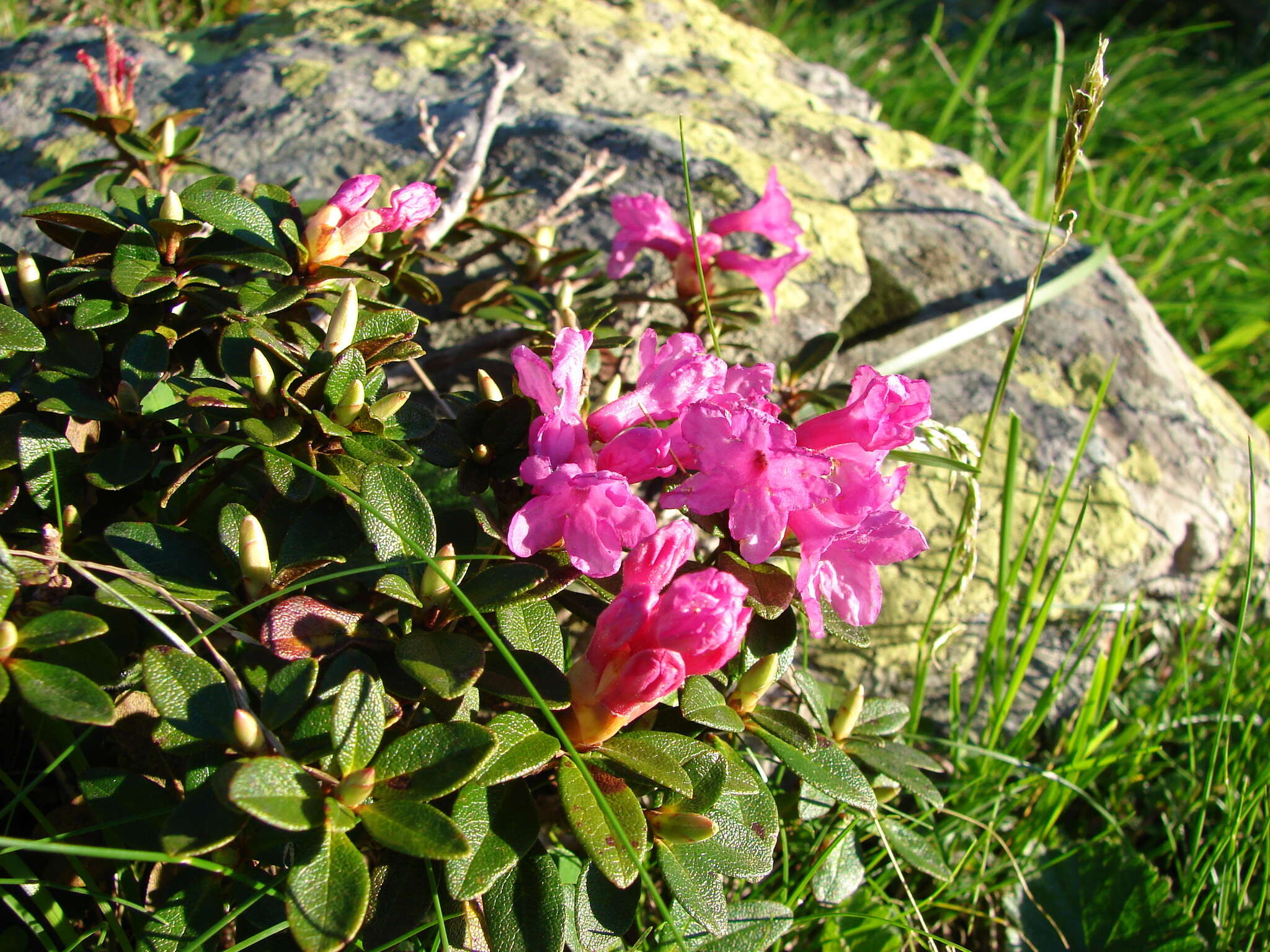 صورة Rhododendron myrtifolium Schott & Kotschy