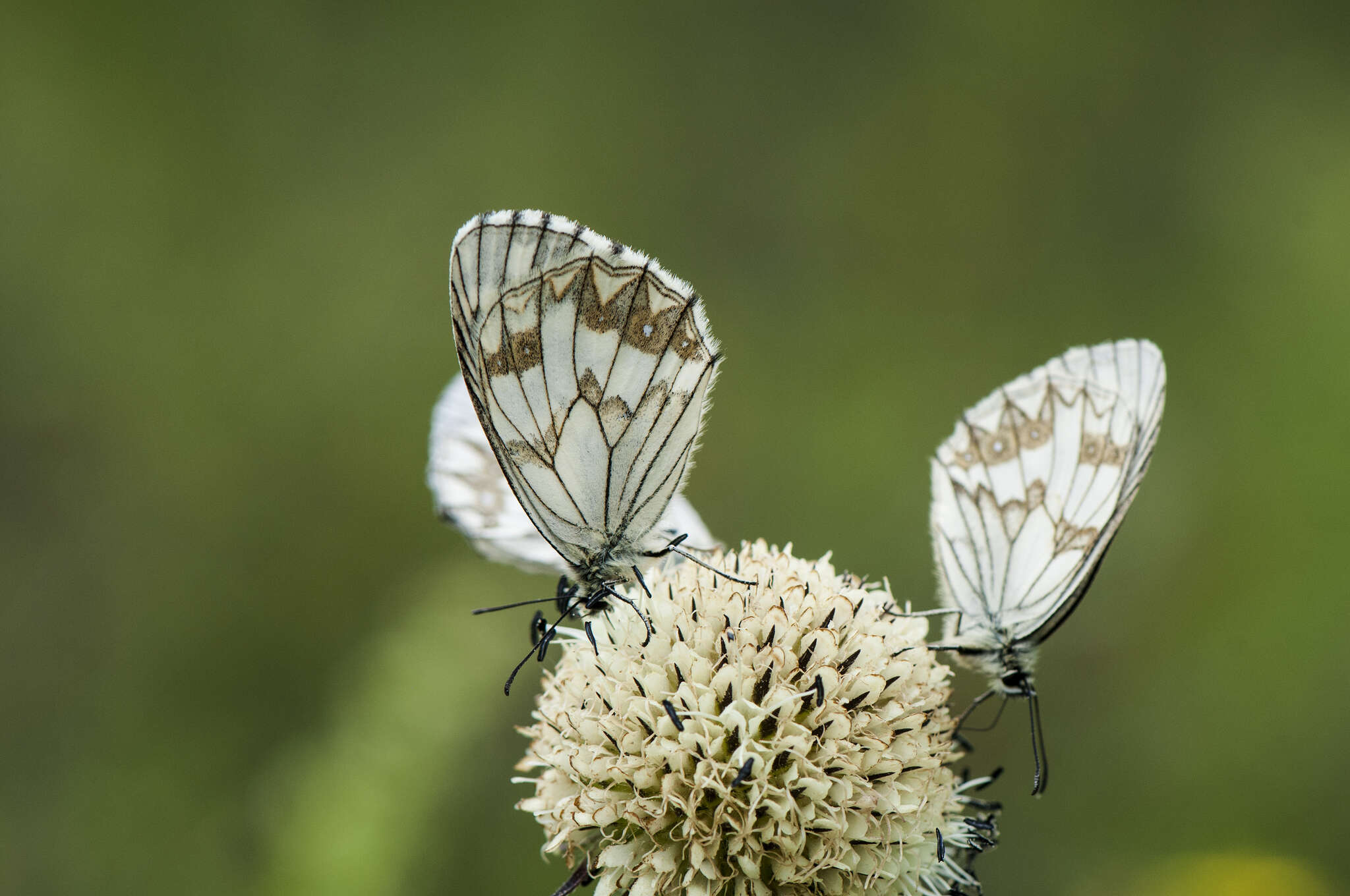 Imagem de Melanargia leda Leech 1891