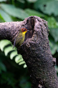 Imagem de Cettia castaneocoronata (Burton 1836)