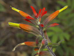 Слика од Castilleja integrifolia L. fil.