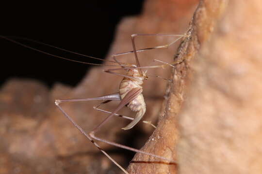 Image of Dolichopoda (Dolichopoda) paraskevi Boudou-Saltet 1973