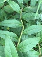 Imagem de Silphium integrifolium var. asperrimum (Hook.) B. L. Turner