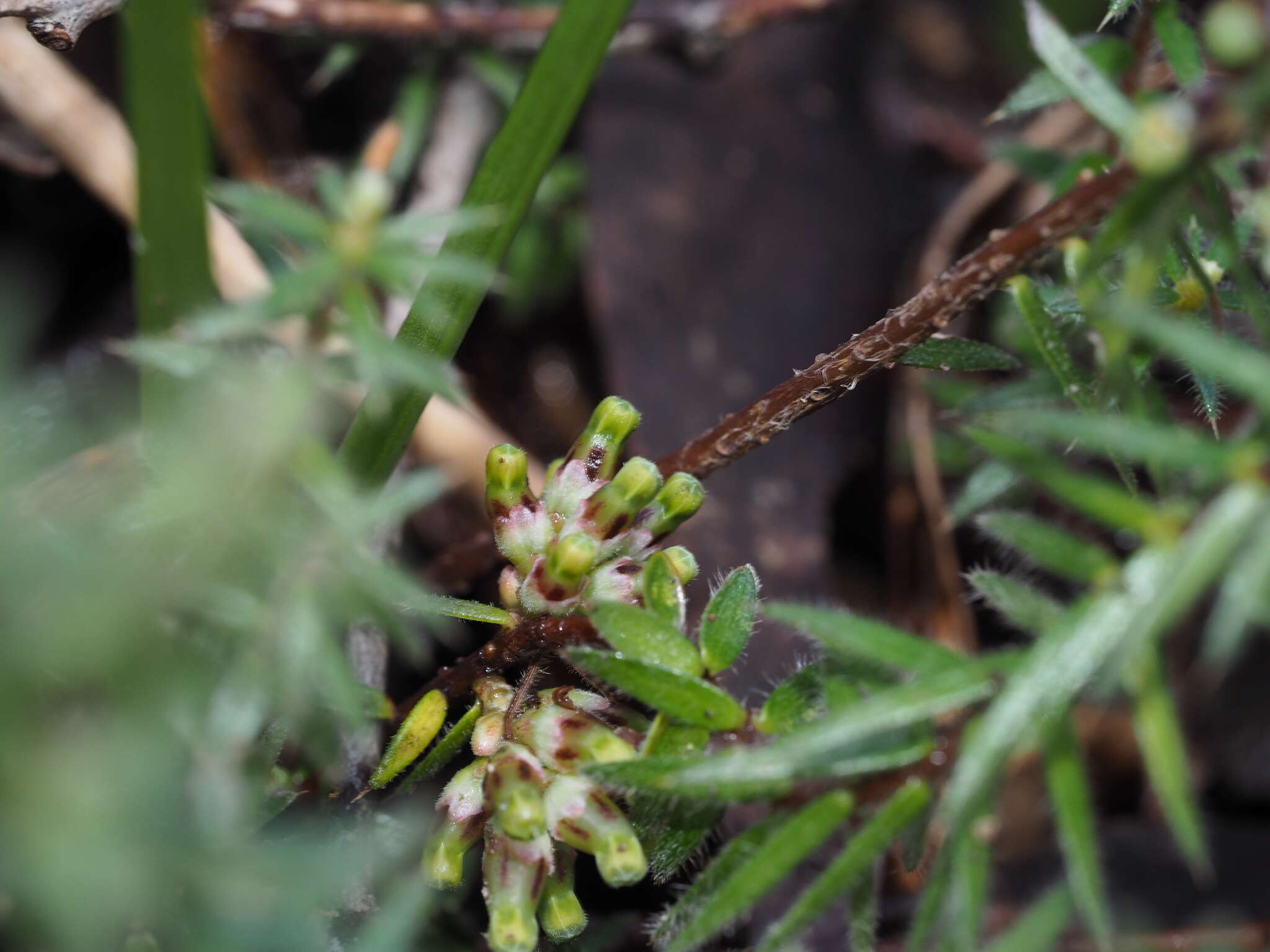 Image of Acrotriche serrulata (Labill.) R. Br.