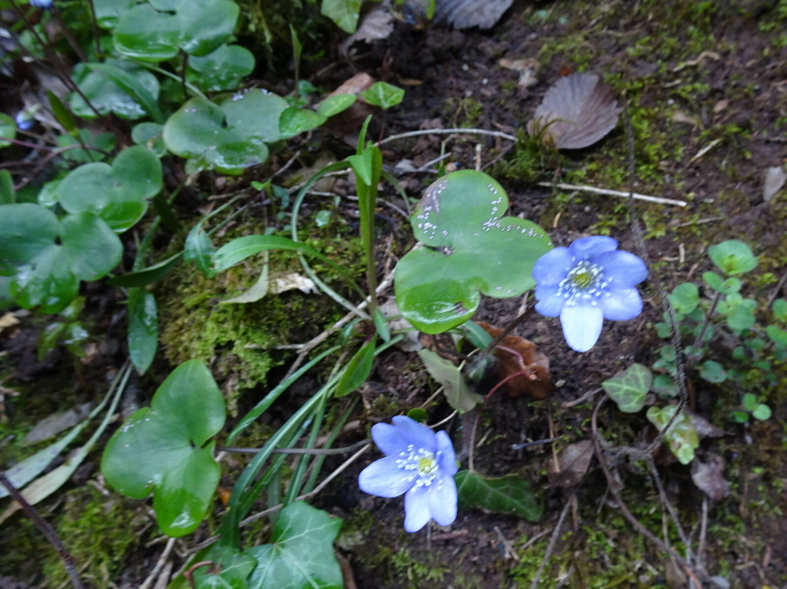 Plancia ëd Hepatica