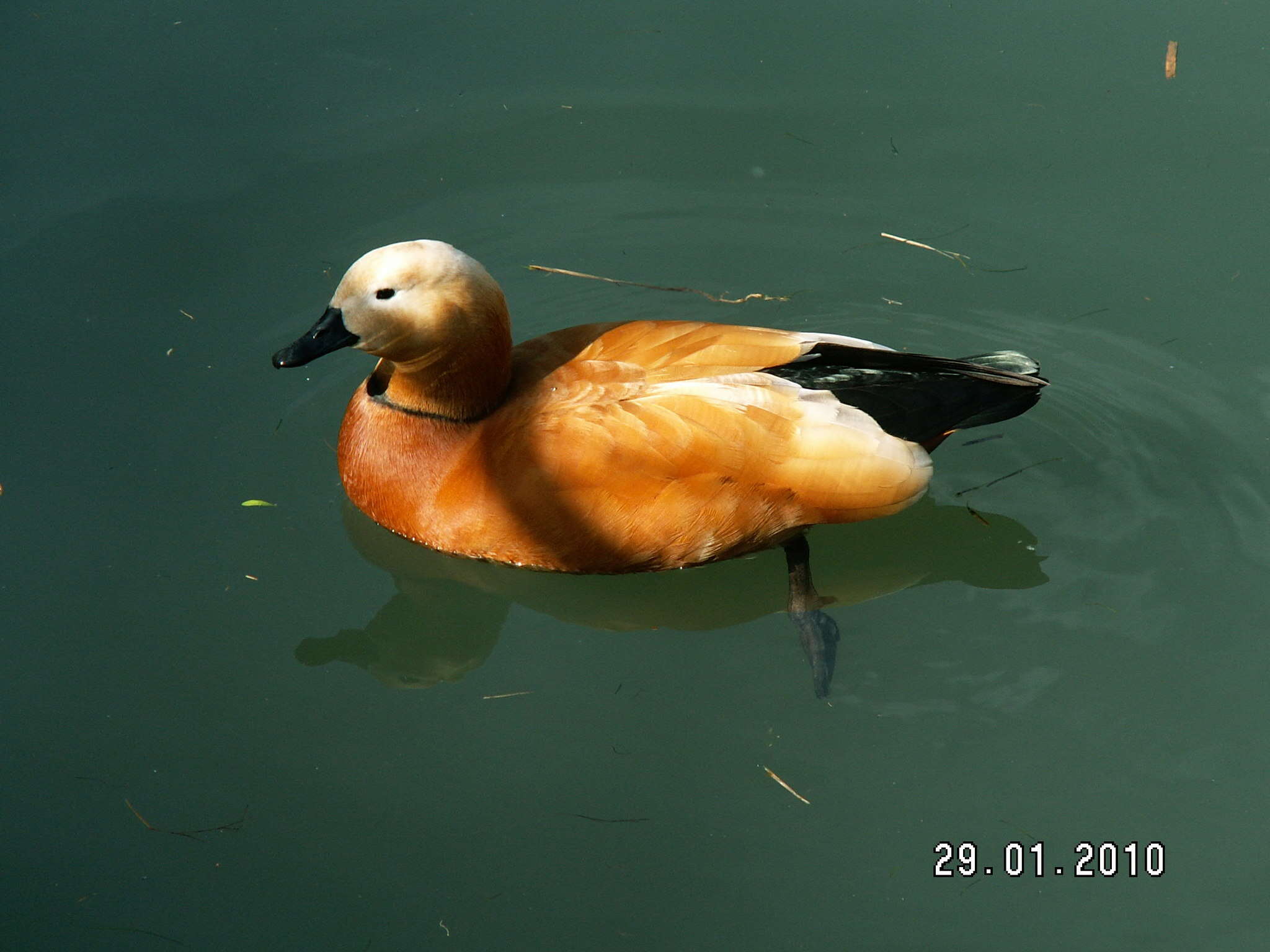 Image of Ruddy Shelduck