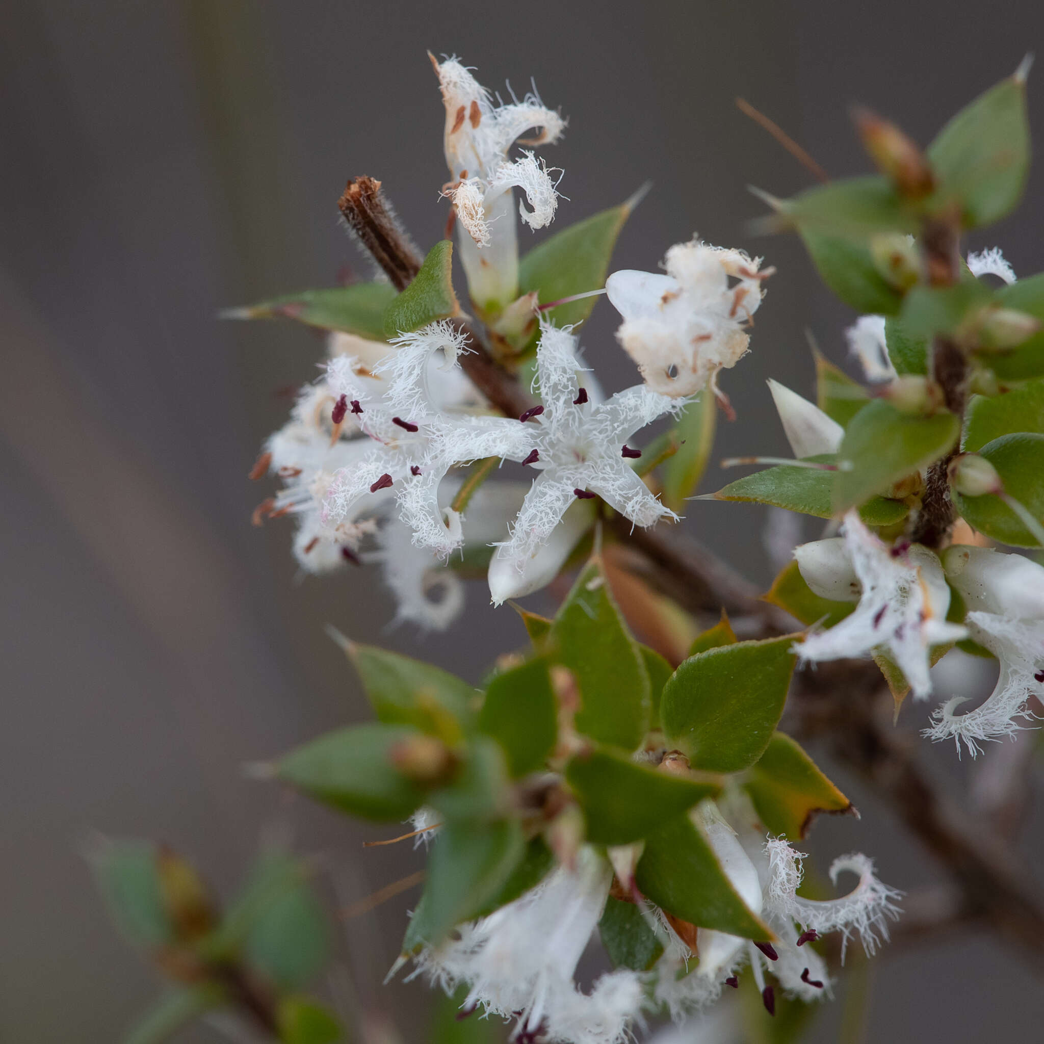 Sivun Styphelia exarrhena (F. Muell.) F. Muell. kuva