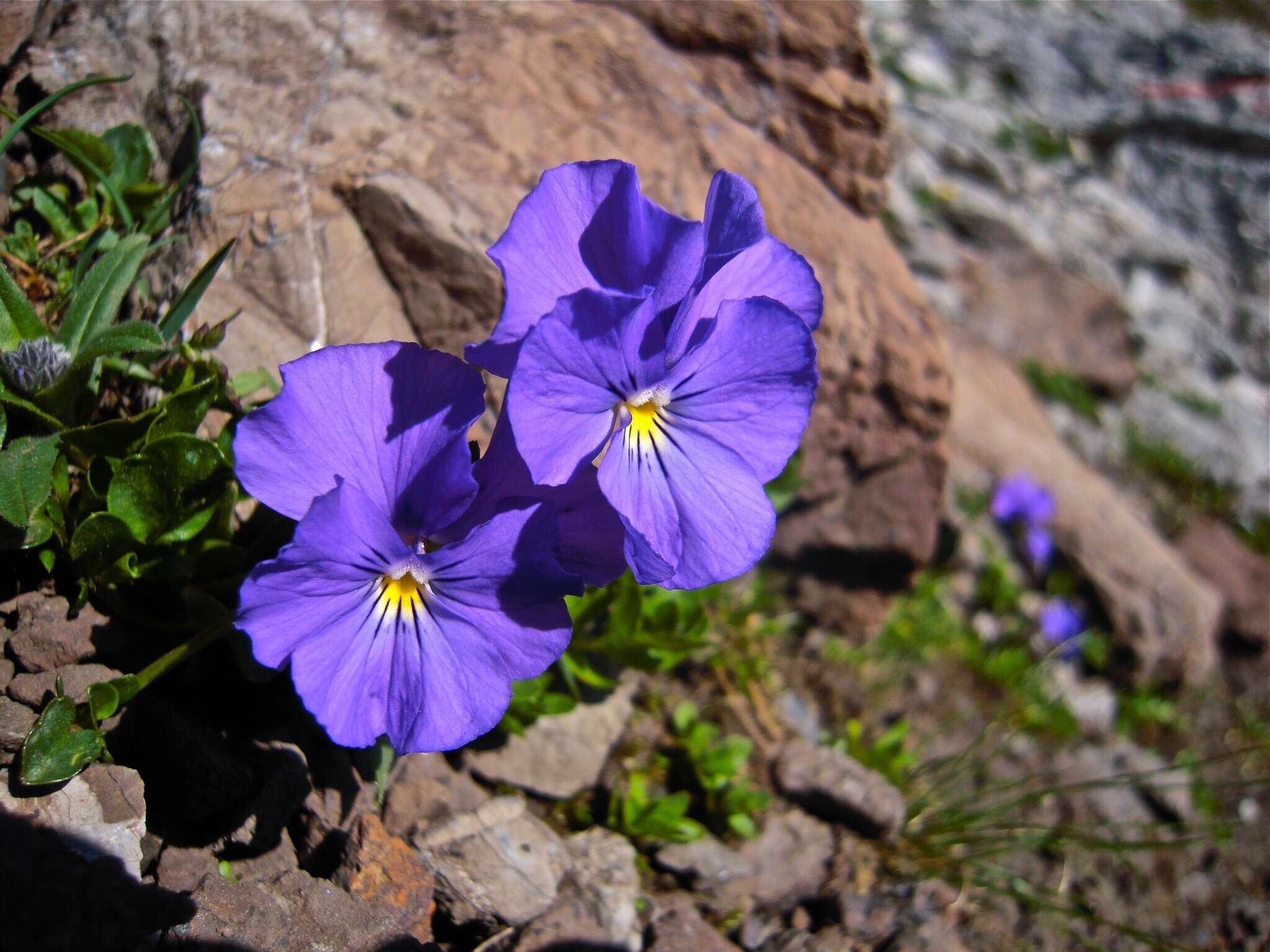 Слика од Viola calcarata L.