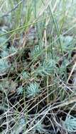 Image of Petrosedum rupestre (L.) P. Heath