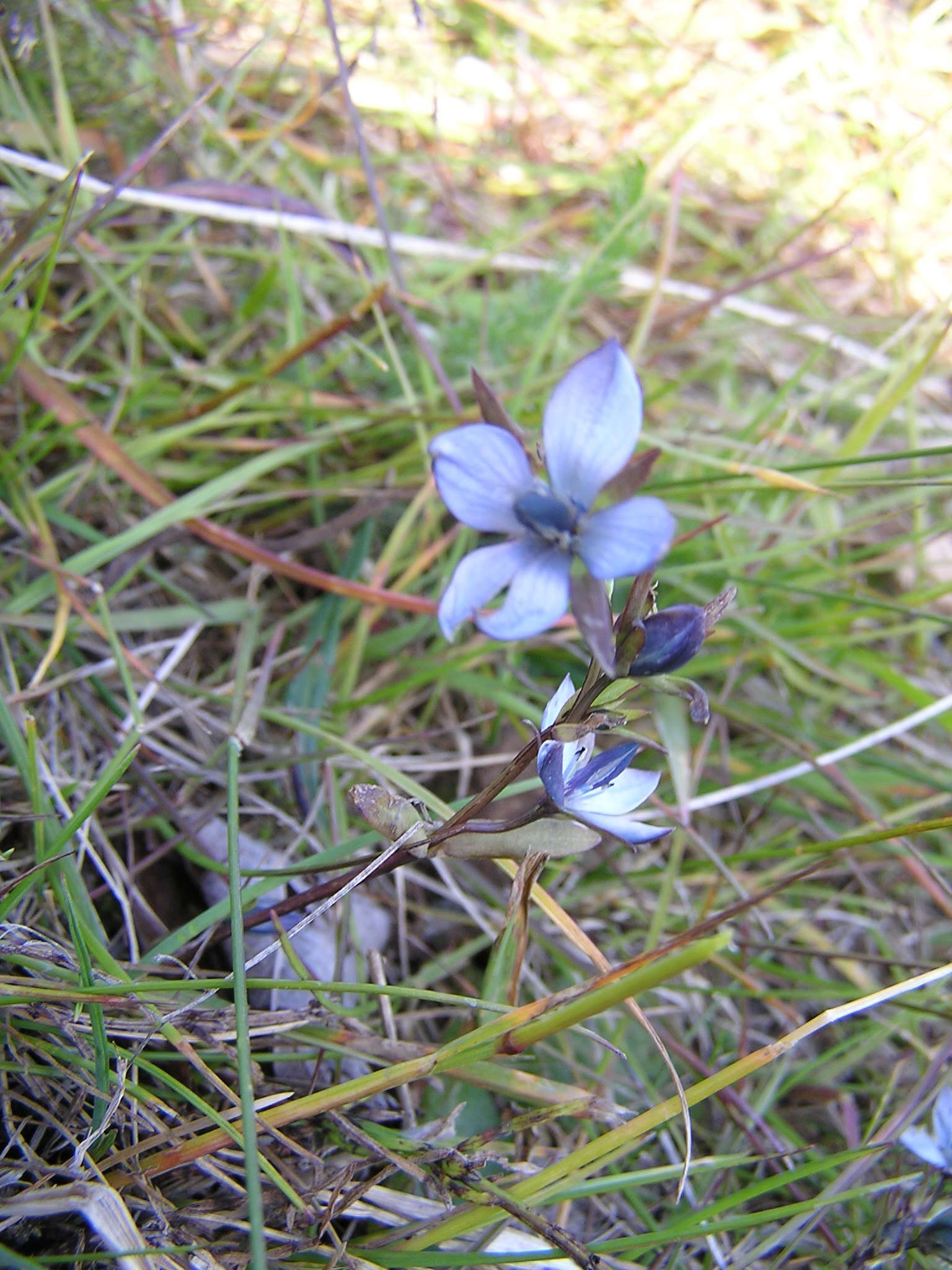 Image of Lomatogonium rotatum (L.) Fr. ex Fernald